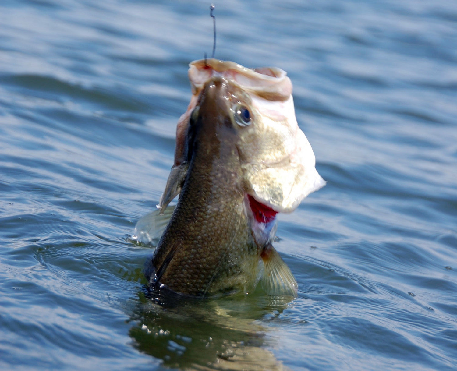 Early Spring Bass Fishing