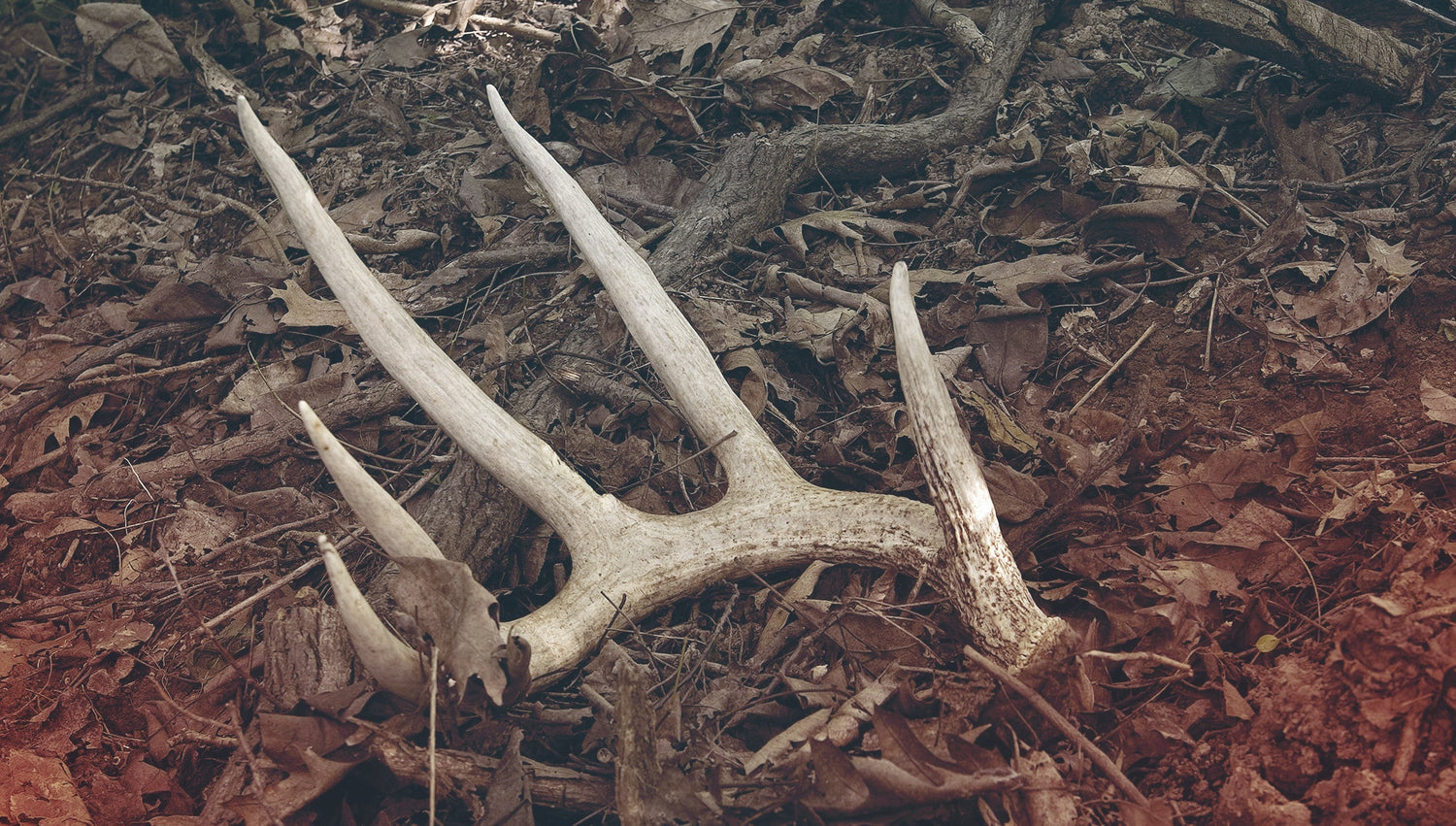 Shed Hunting 101: How to Find Better Sheds & Scout Like a Pro