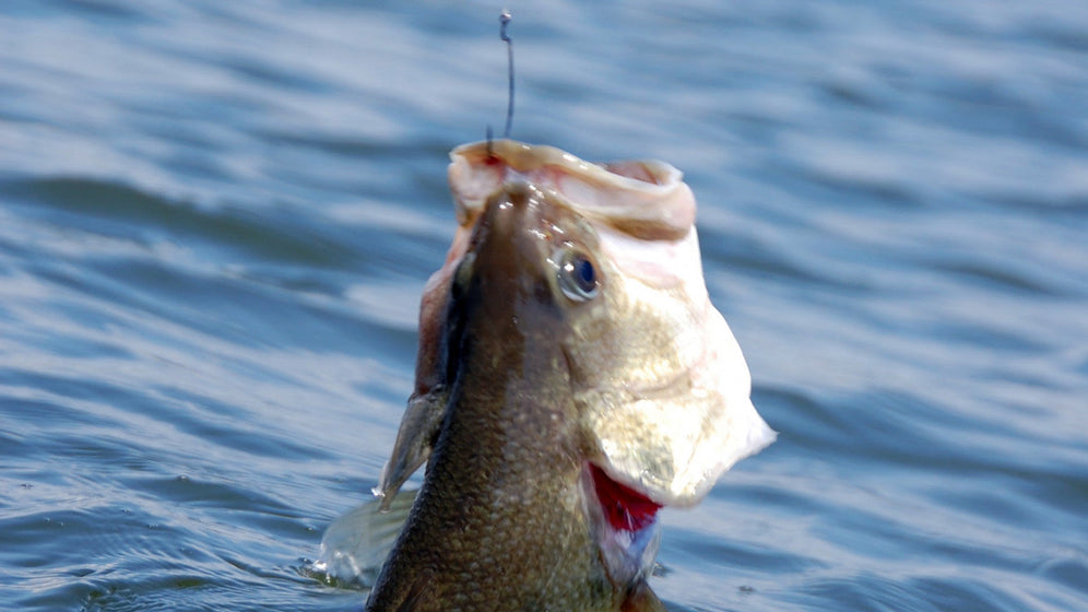 Early Spring Bass Fishing