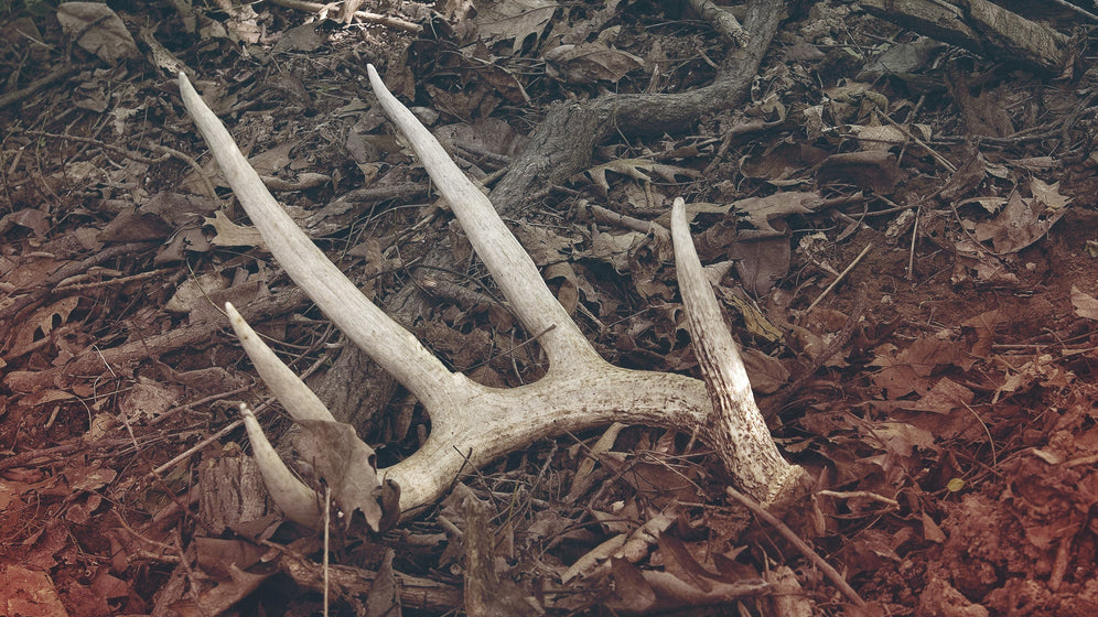 Shed Hunting 101: How to Find Better Sheds & Scout Like a Pro