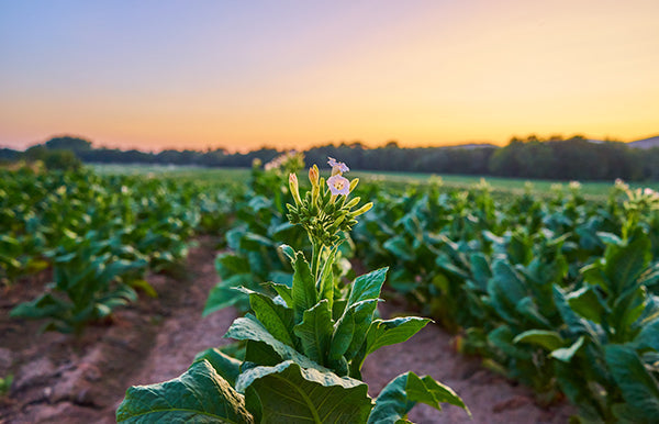 From Tradition to Today: The Next Chapter in the Stoker’s® Story